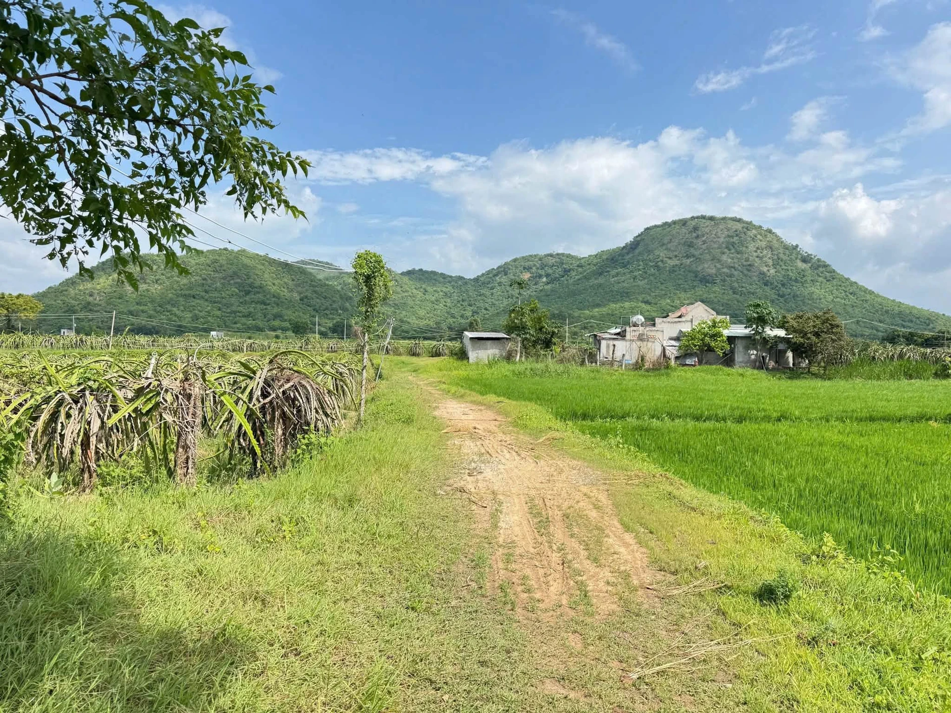 Bán nhà yến và nhà cấp 4 tại Phan Thiết, 2.128m², 1 tỷ - Ảnh 1