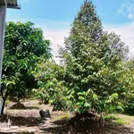 Bán đất vườn sầu riêng Thái 1500m2 tại Tiên Long, Tân Phú giá 820 triệu - Ảnh thu nhỏ 4