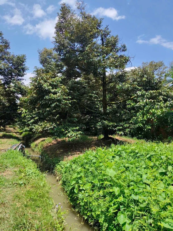 Bán đất sầu riêng 1300m² Châu Thành Bến Tre, 800 triệu/công