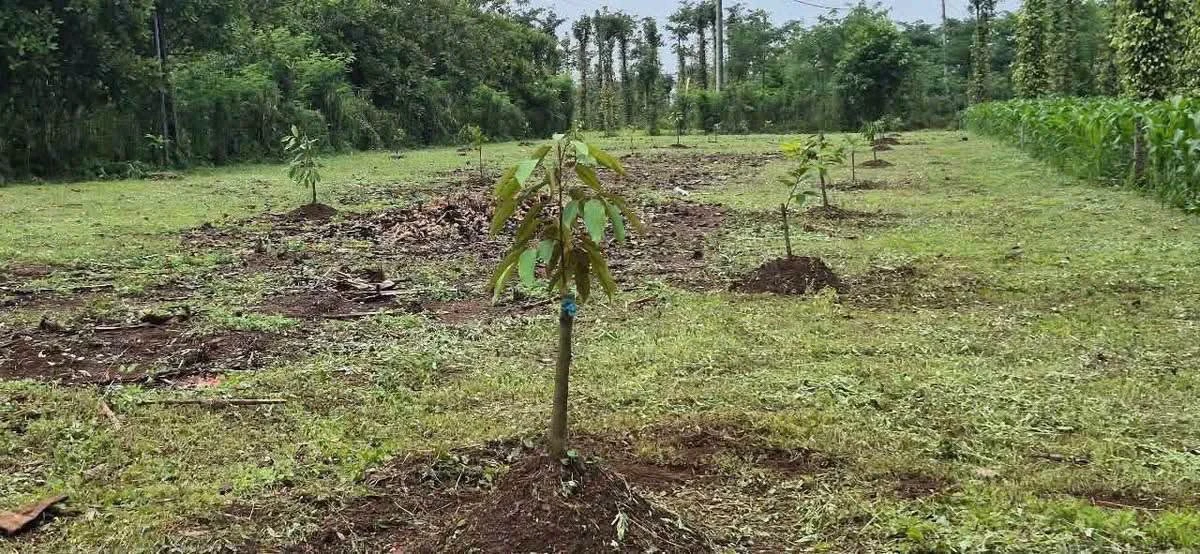Bán gấp lô đất 1000m2 xã Sông Ray Đồng Nai 600 triệu - Ảnh thu nhỏ 3