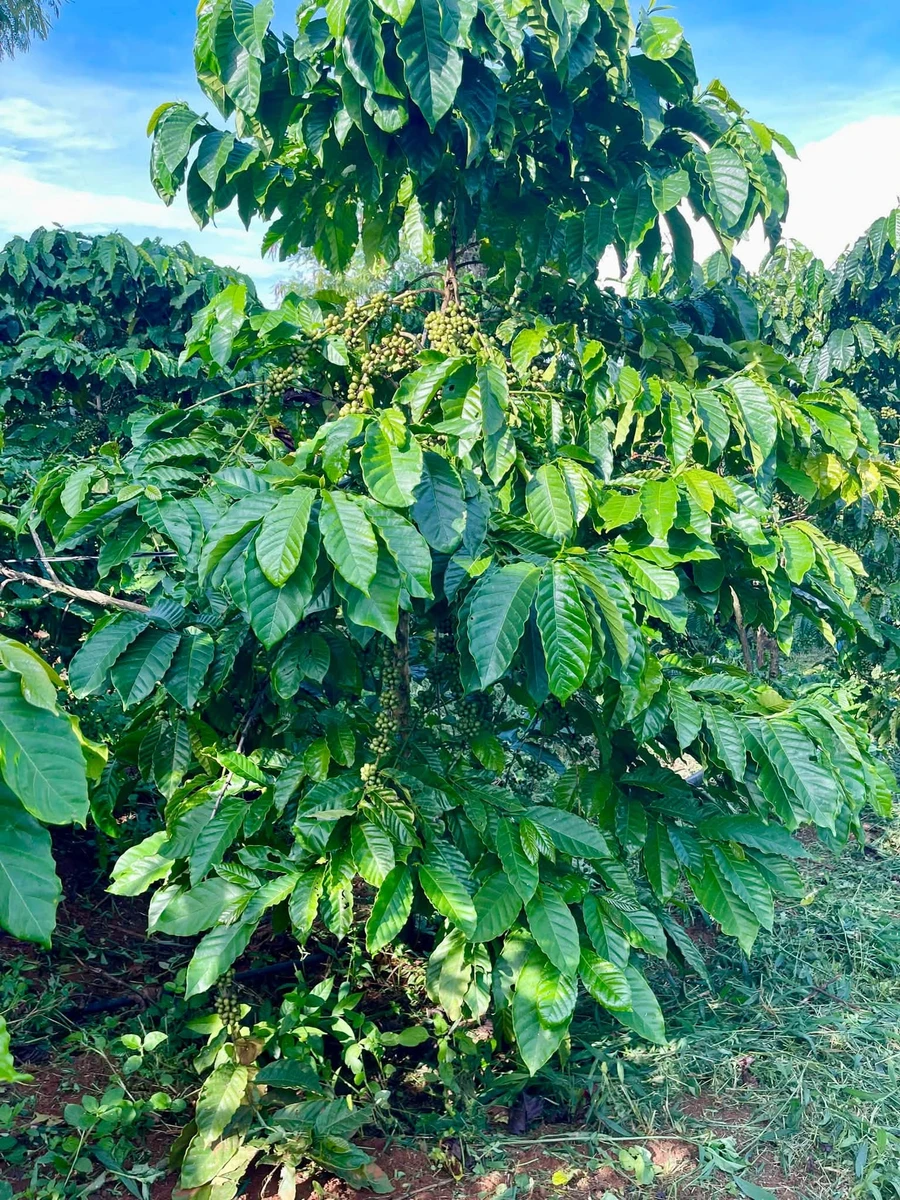 Bán rẫy cà phê 4,5 ha Đắk Lắk, có cơ sở vật chất - Ảnh thu nhỏ 3
