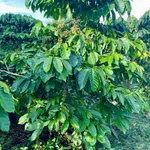 Bán rẫy cà phê 4,5 ha Đắk Lắk, có cơ sở vật chất - Ảnh thu nhỏ 3