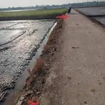 Bán đất lúa 1.992m² Lạc Tấn, Tân Trụ, Long An - Ảnh thu nhỏ 3