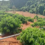 Bán đất Eapok Cư Mgar Đắk Lắk 1,5 hecta - Ảnh thu nhỏ 2