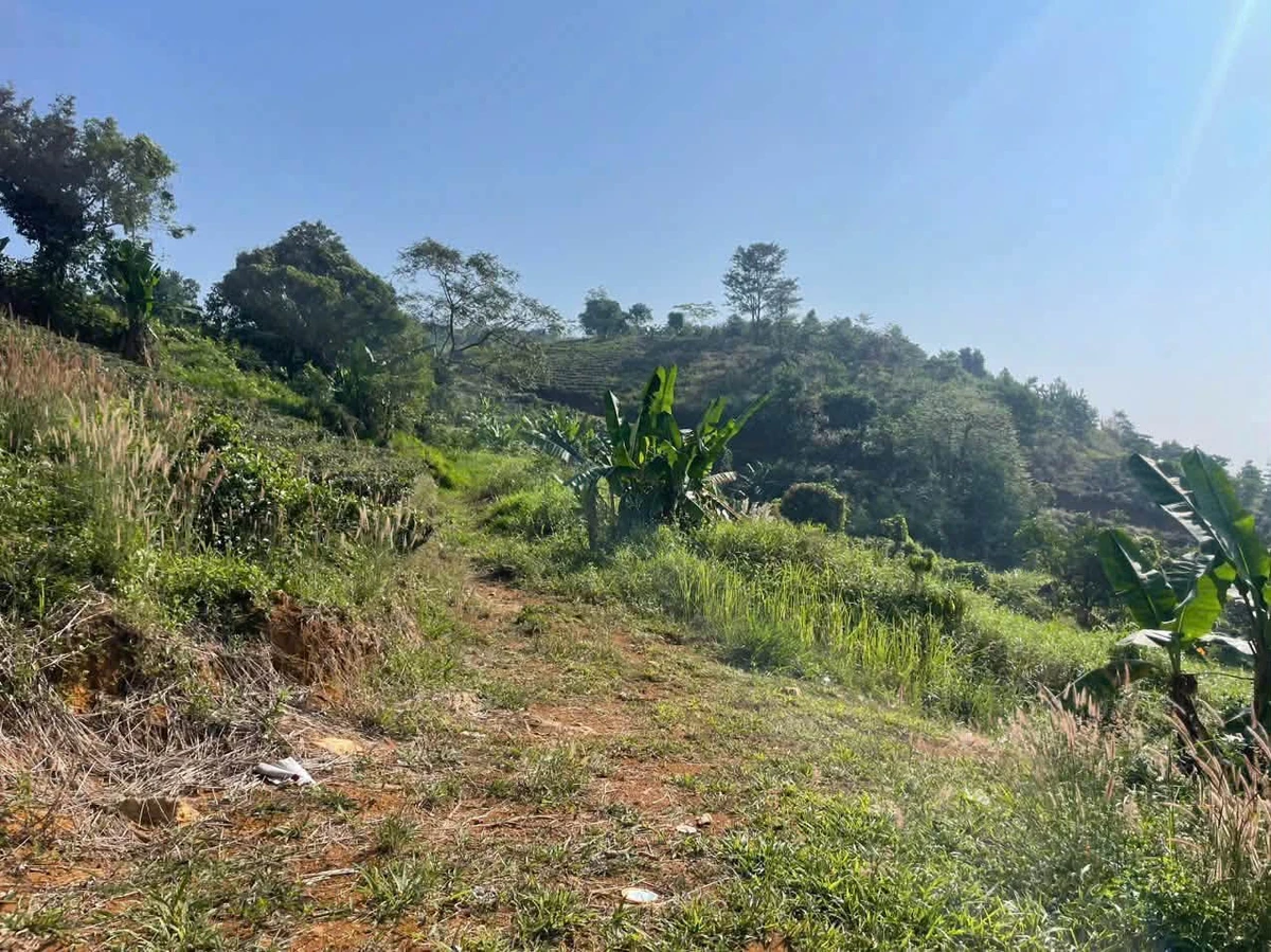 Bán đất trồng cà phê chè 6300m2, giá 1,32 tỷ - Ảnh thu nhỏ 2
