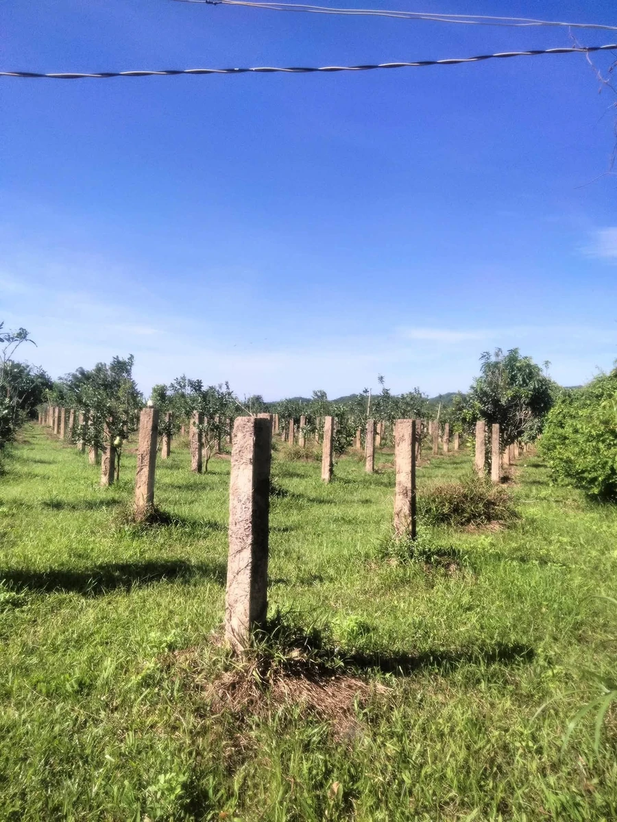 Bán vườn cây ăn trái 6000m2 Hàm Thuận Bắc Bình Thuận 1 tỷ 3 - Ảnh thu nhỏ 5