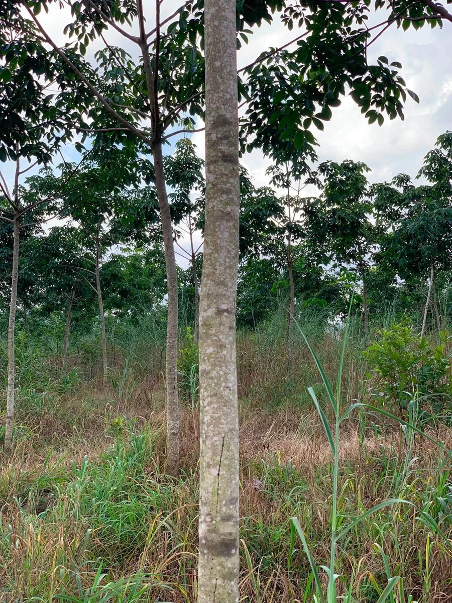 Bán gần 2ha đất vườn cao su non, 25m mặt tiền đường ô tô, giá 2,1 tỷ tại Phú Trung, Bình Phước - Ảnh 1