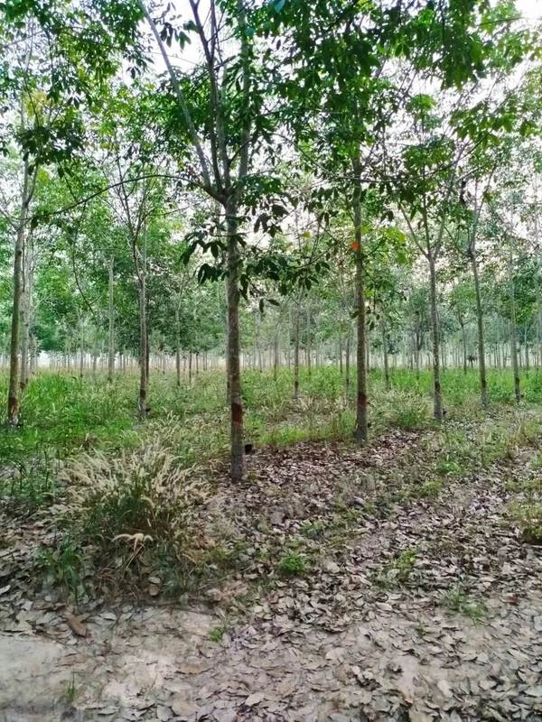 Bán đất 8,4 công có cao su Tân Biên An Giang 820 triệu
