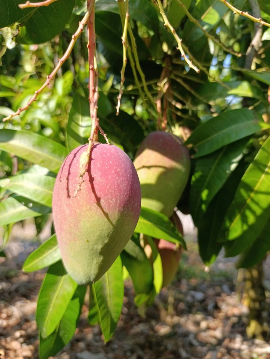 Bán đất vườn xoài 15779m2 tại Hồ Trị An, Đồng Nai - Ảnh thu nhỏ 5