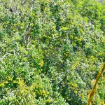 Bán đất vườn 13.372m² Hiệp Thạnh Tây Ninh 25 tỷ - Ảnh thu nhỏ 3