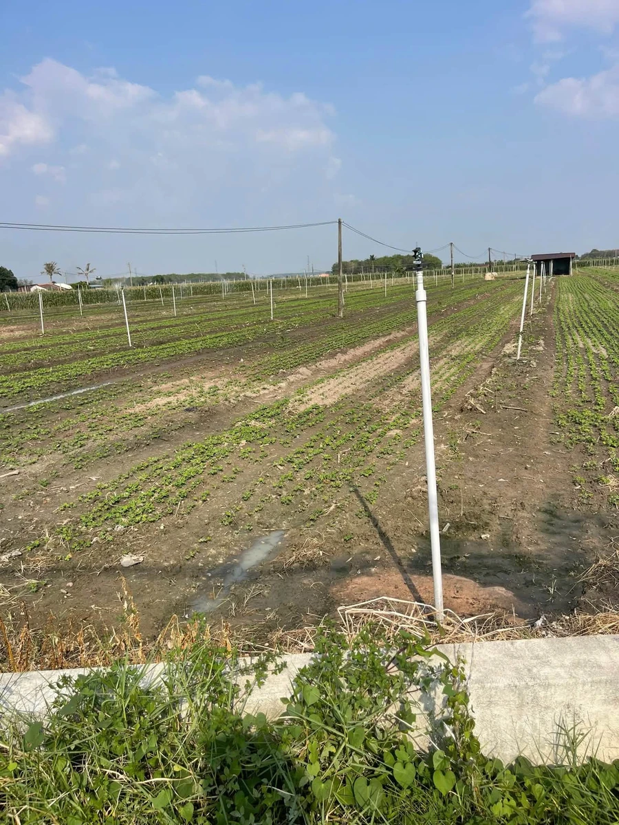 Bán đất Tây Ninh 1 mẫu 7 (6700m²) giá 5 tỷ 8 - Ảnh thu nhỏ 3