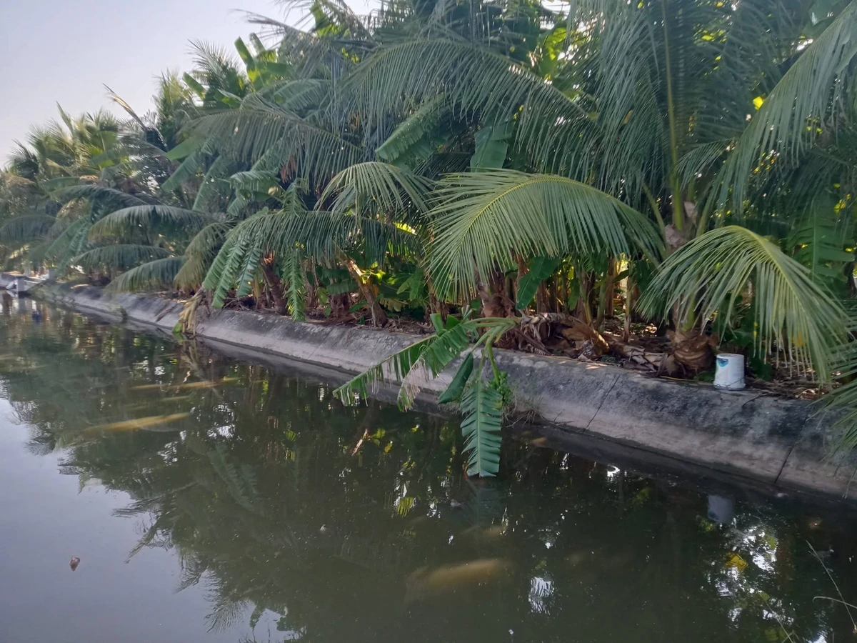 Bán nhà vườn 3.600 m² Kiến Thụy, Hải Phòng - Ảnh thu nhỏ 3