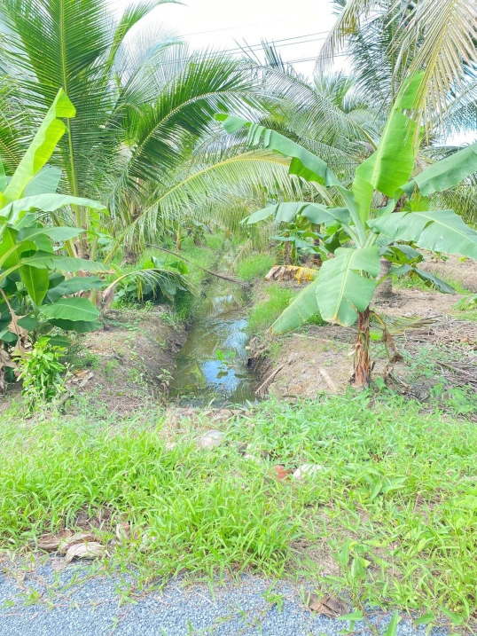 Bán đất vườn diện tích 2.635m2 - Ảnh thu nhỏ 4