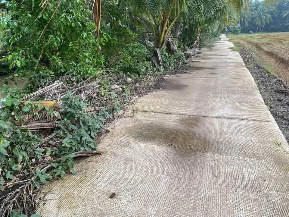 Bán đất vườn dừa và ruộng 11 công, Xã Phong Thạnh, Vĩnh Long - Ảnh 1