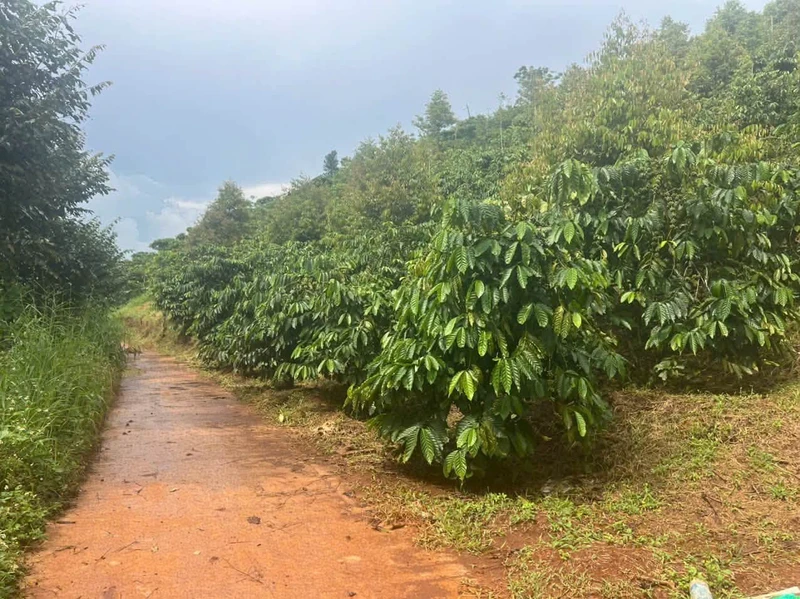 Bán đất 1.1 hecta Xã Thuận An Đắk Mil 2.7 tỷ