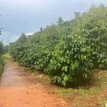 Bán đất 1.1 hecta Xã Thuận An Đắk Mil 2.7 tỷ - Ảnh thu nhỏ 1