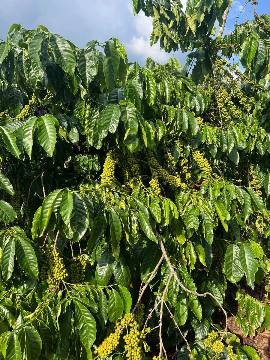 Bán đất 3ha sổ đủ, Tân Phú, Hồ Chí Minh - 4 tỷ 5 - Ảnh 1