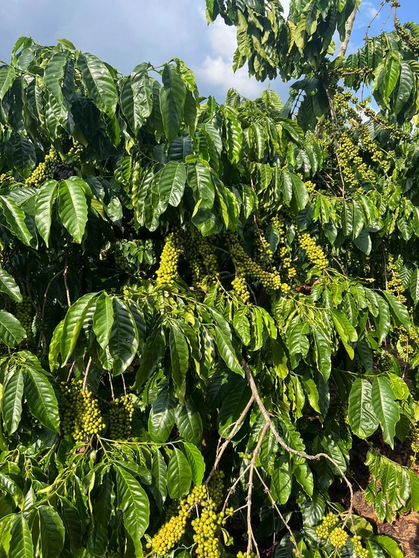 Bán đất 3ha sổ đủ, Tân Phú, Hồ Chí Minh - 4 tỷ 5