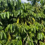 Bán đất 3ha sổ đủ, Tân Phú, Hồ Chí Minh - 4 tỷ 5 - Ảnh thu nhỏ 1