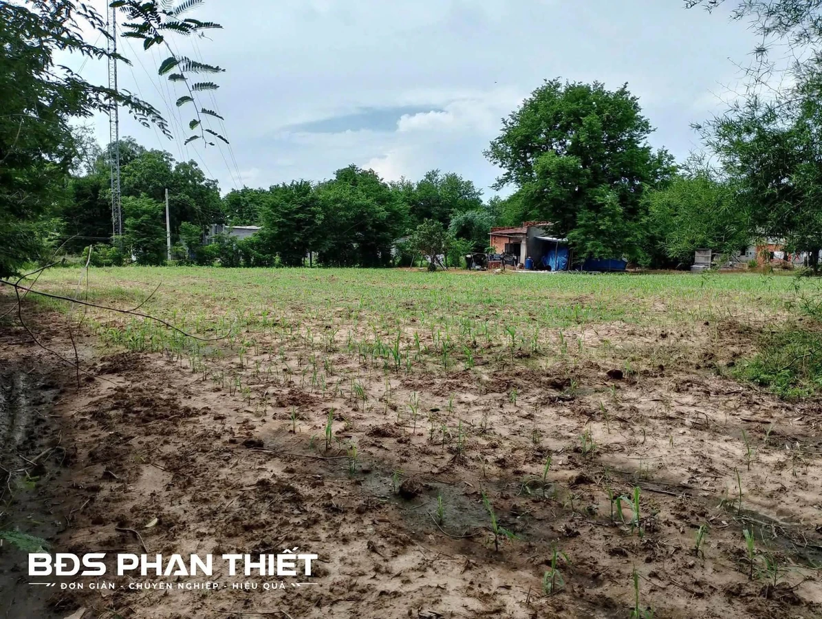 Bán đất sào Thuận Hòa 2542 m² với nhà cấp 4, Lâm Đồng - Ảnh thu nhỏ 4