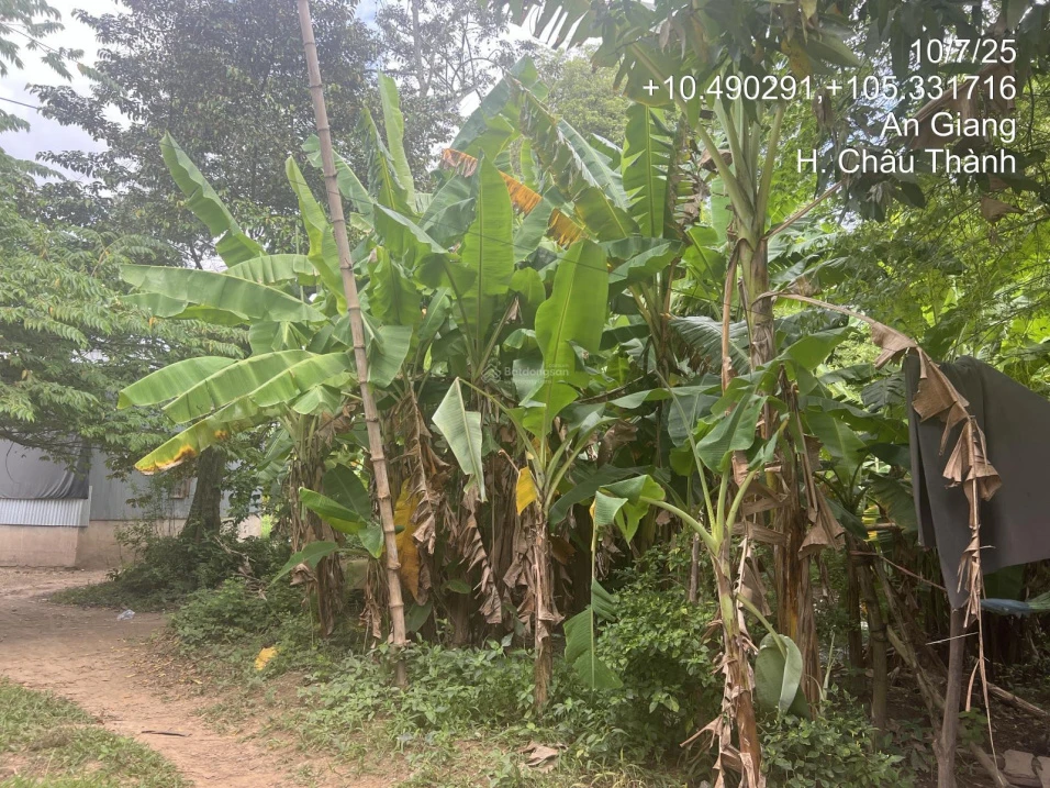 Chính chủ bán lô đất 606.4m2 full thổ tại An Hoà, Châu Thành, An Giang chưa đến 1.118 tỷ - Ảnh thu nhỏ 2