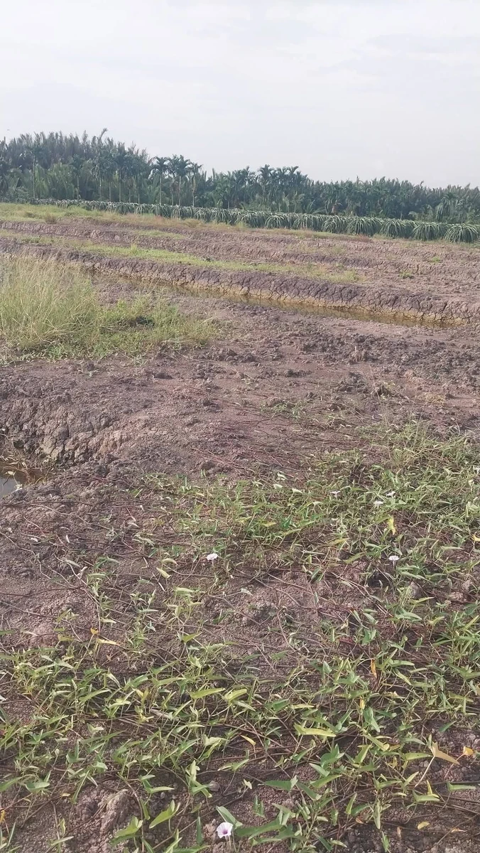 Bán đất nền gần 1 mẫu Phước Tân Hưng Long An - Ảnh thu nhỏ 5