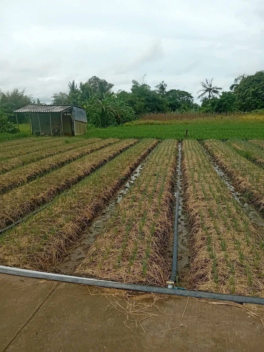 Bán đất 2098m² giá 1 tỷ 680 triệu Cần Thơ - Ảnh thu nhỏ 4
