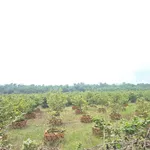 Bán đất vườn mai 19.718m2, 16 sổ hồng, giá 24 tỷ tại Tân Triều, Đồng Nai - Ảnh thu nhỏ 5