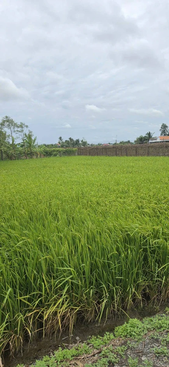 Bán lô đất thổ cư 474m² Xã Mỹ Lệ, giá 1 tỷ 600 - Ảnh thu nhỏ 5