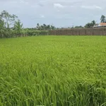 Bán lô đất thổ cư 474m² Xã Mỹ Lệ, giá 1 tỷ 600 - Ảnh thu nhỏ 5