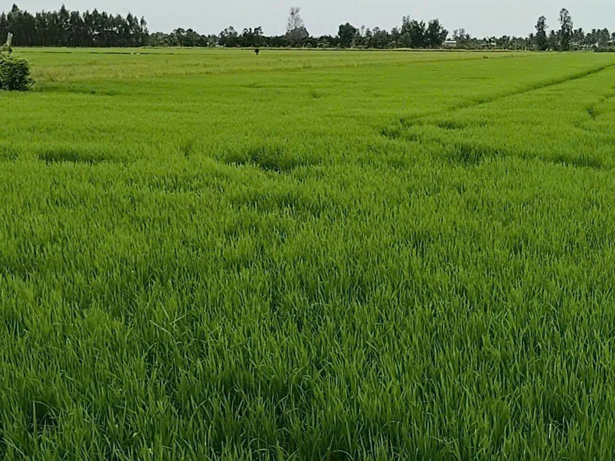 Bán ruộng 1296m² Tân Hiệp Kiên Giang 6.5 tỷ - Ảnh 1