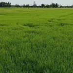Bán ruộng 1296m² Tân Hiệp Kiên Giang 6.5 tỷ - Ảnh thu nhỏ 1