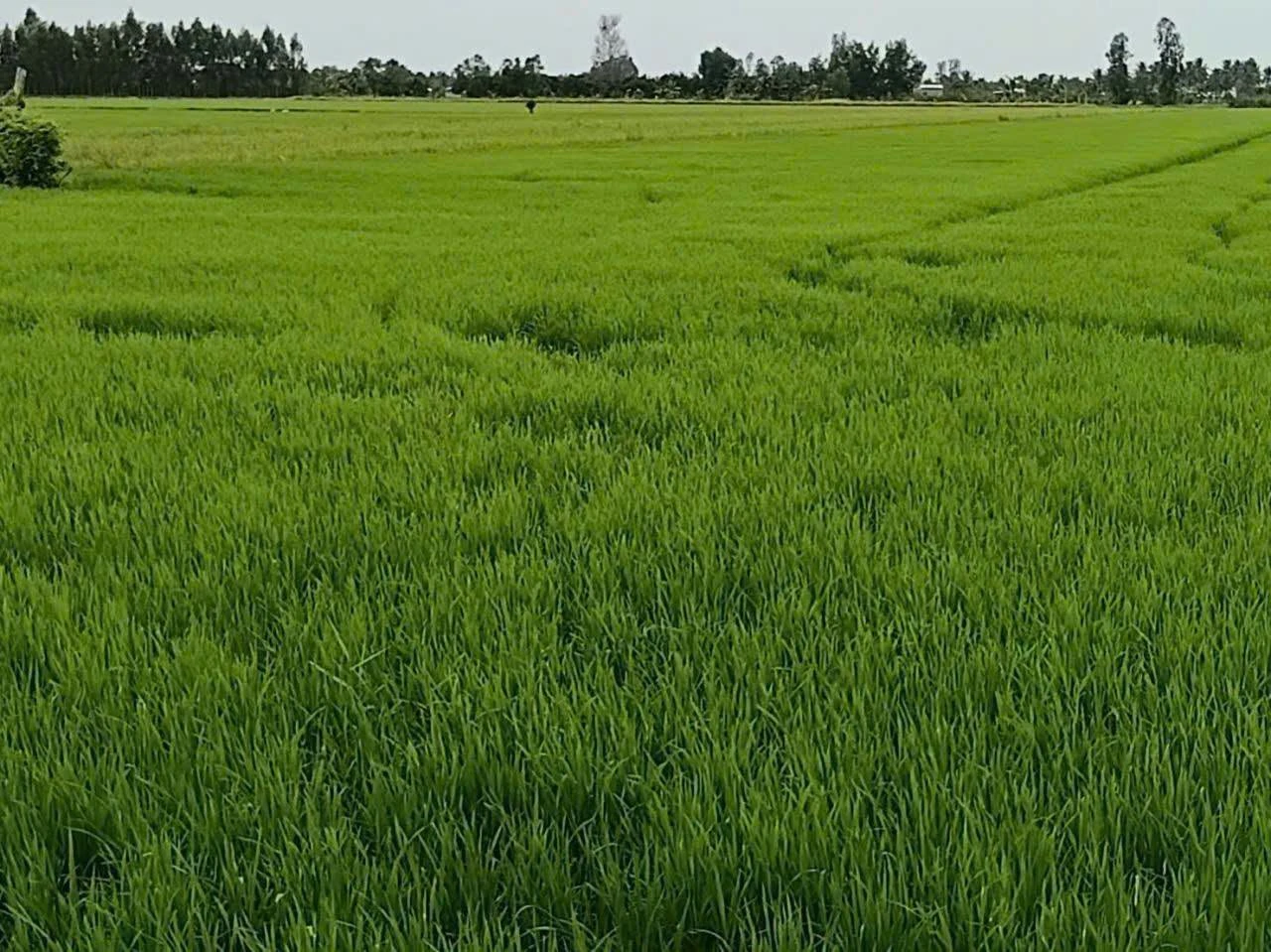 Bán ruộng 1296m² Tân Hiệp Kiên Giang 6.5 tỷ - Ảnh 1