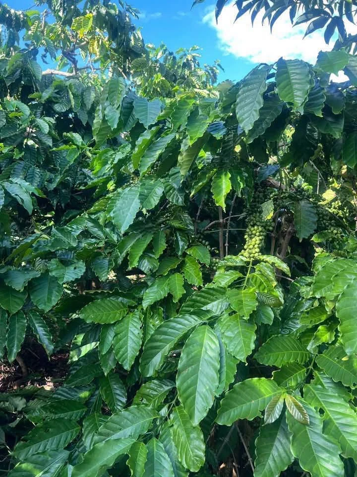 Bán đất nông nghiệp 1,5 hectare trồng sầu H'Leo Đắk Lắk - Ảnh thu nhỏ 3