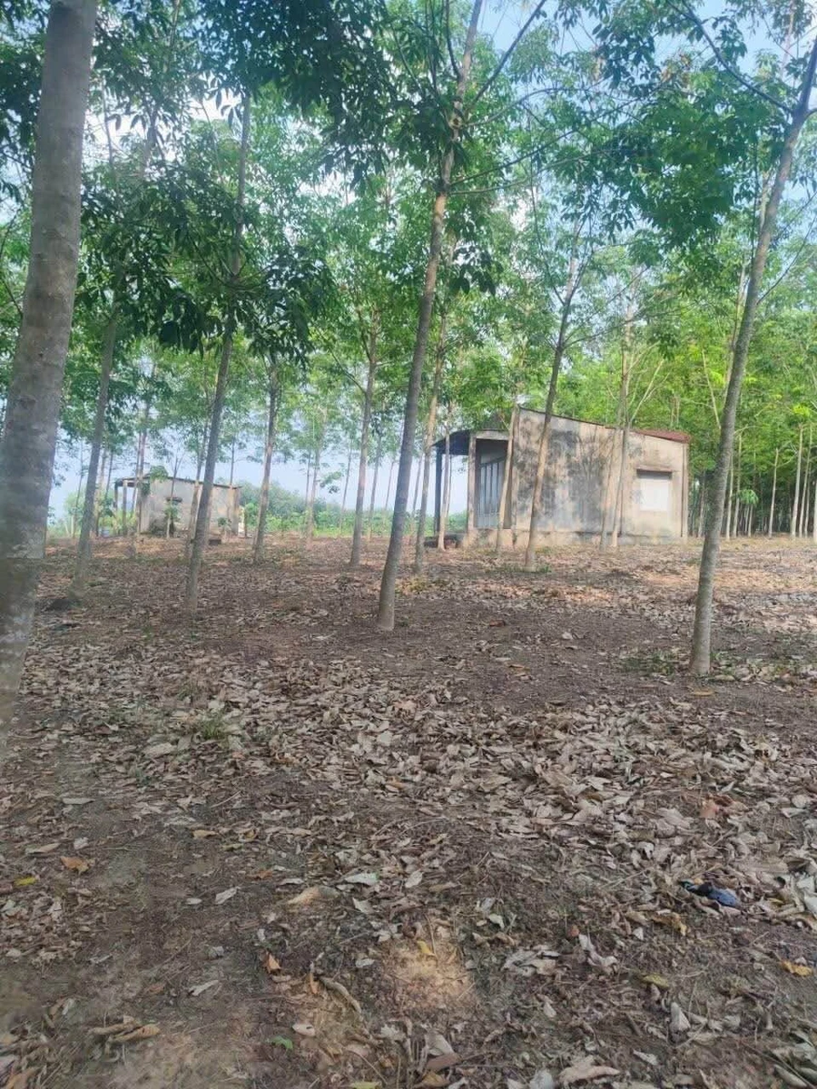 Bán đất cao su non mặt tiền Đường Bao La, Bình Chánh, 70.000 m², 1 tỷ 2 - Ảnh thu nhỏ 2