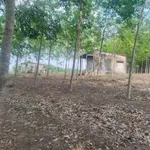 Bán đất cao su non mặt tiền Đường Bao La, Bình Chánh, 70.000 m², 1 tỷ 2 - Ảnh thu nhỏ 2