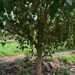 Bán vườn cây ăn quả 4900m2 Củ Chi, gần QL 14 - Ảnh thu nhỏ 2