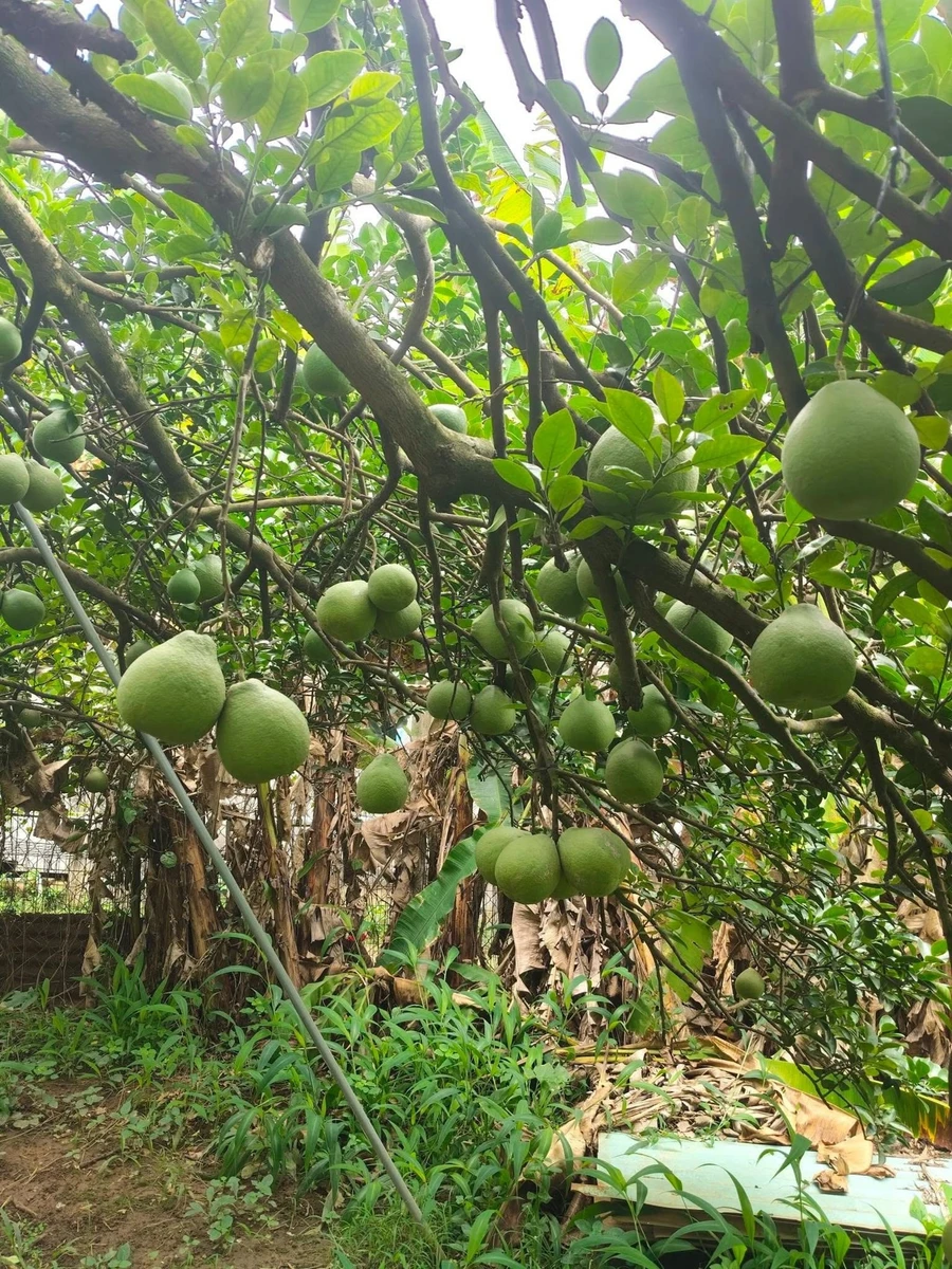 Bán vườn bưởi 1 mẫu view sông Tân Triều 29 tỷ - Ảnh thu nhỏ 2