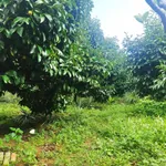 Nhà vườn siêu đẹp, nở hậu, mặt tiền đường Quốc Lộ 20 nối SG - Đà Lạt (Đạ Huoai - Lâm Đồng) - Ảnh thu nhỏ 7