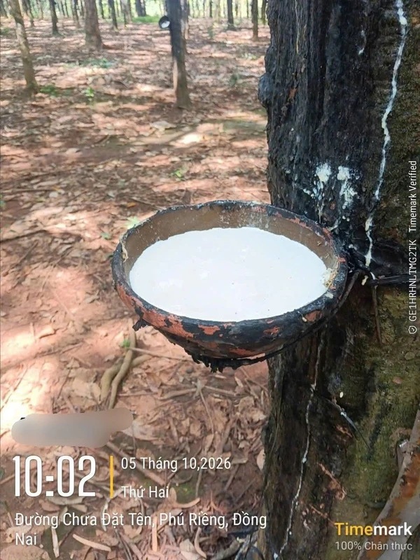 Bán đất cao su 2.4ha mặt tiền 160m Phú Trung