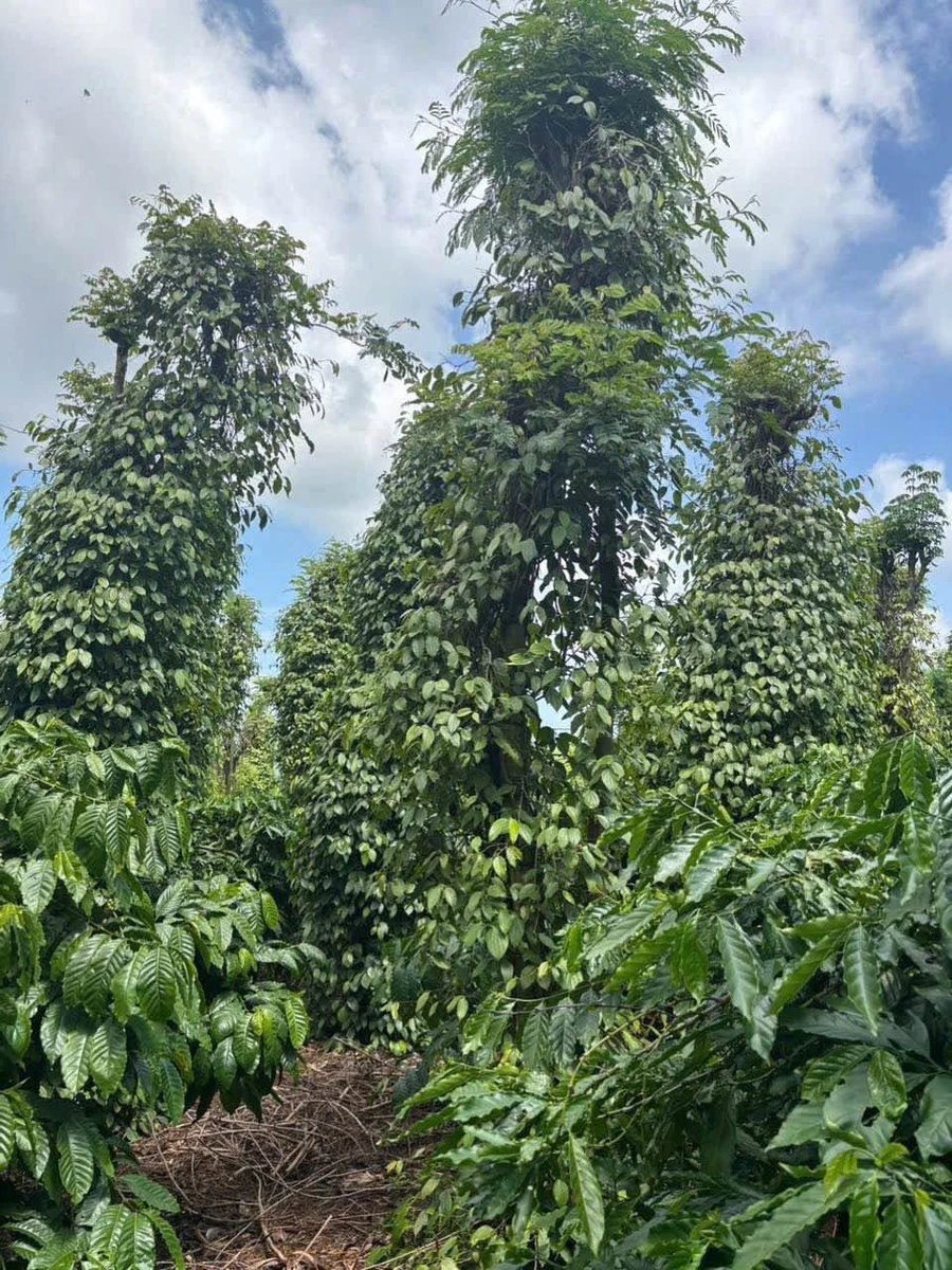 Bán đất 1,3ha view sông Sêrêpốk tại Hòa Phú, Đắk Lắk - Ảnh thu nhỏ 5