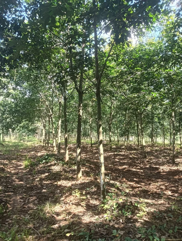 Bán đất cao su Bình Phước 4,1 ha giá 1.35 tỷ