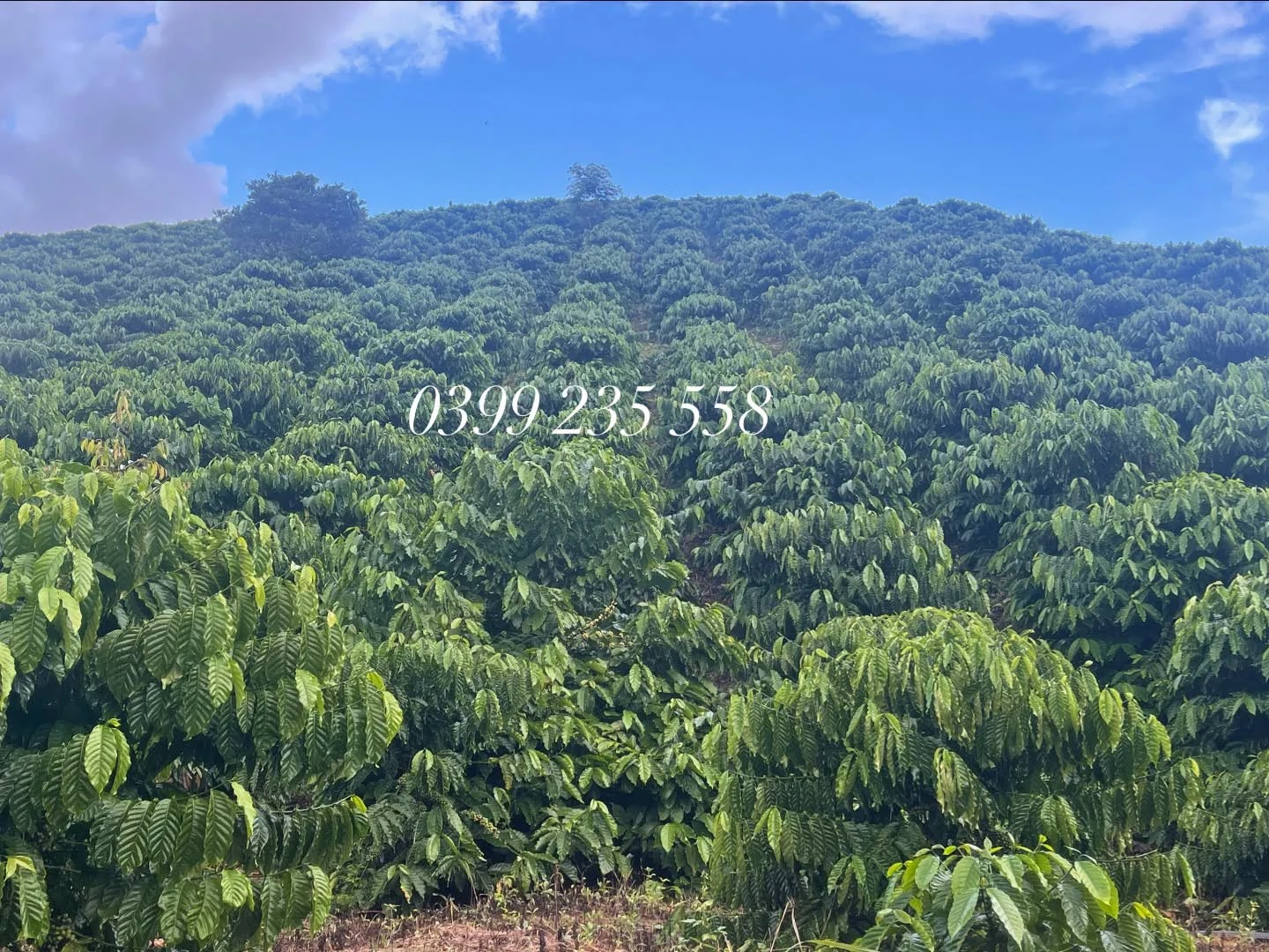 Bán 2,9 ha đất cà phê kinh doanh Đắk Lắk, 4,8 tỷ - Ảnh 1