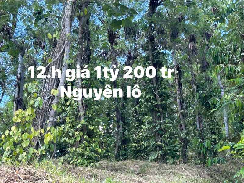 Bán đất 1.2 hecta Đắk Nông, 1.2 tỷ, có cà phê và tiêu