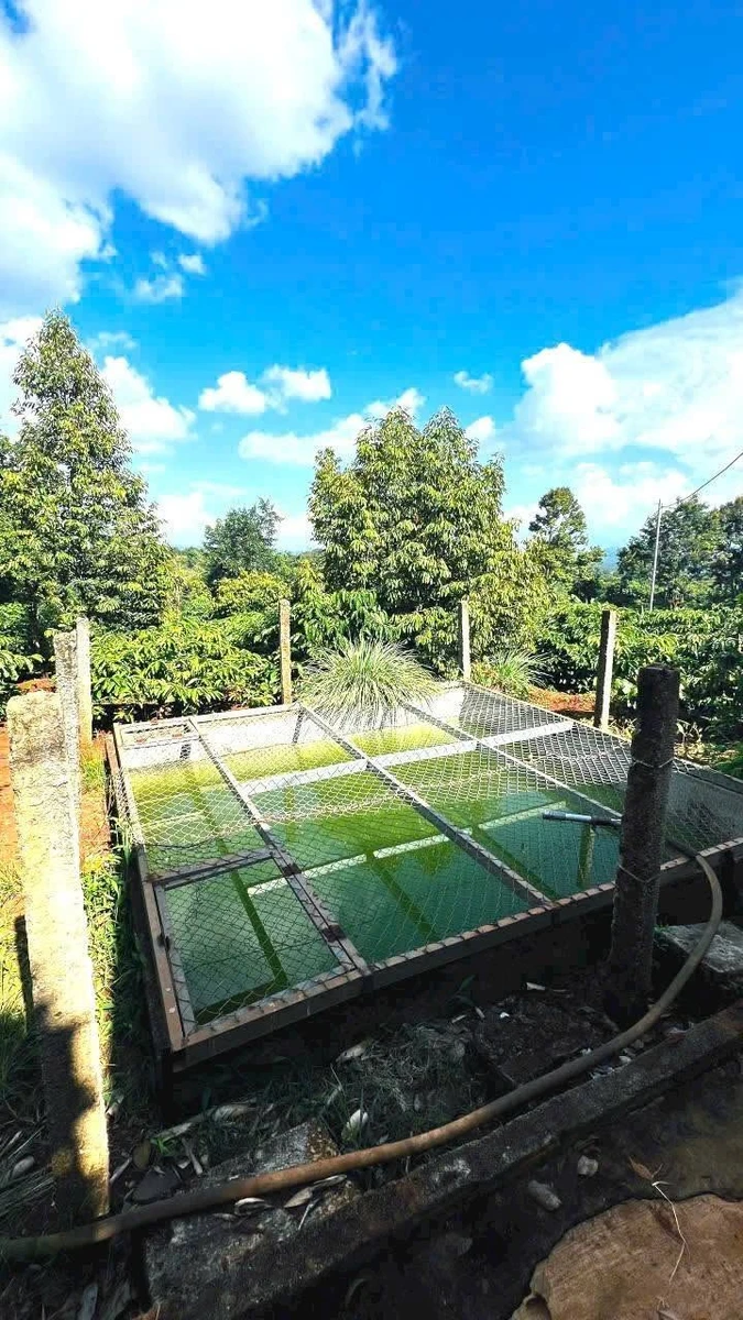 Bán 4.200m2 đất nông nghiệp có vườn cà phê tại Phường Tân Lập, Đắk Lắk - Ảnh thu nhỏ 2
