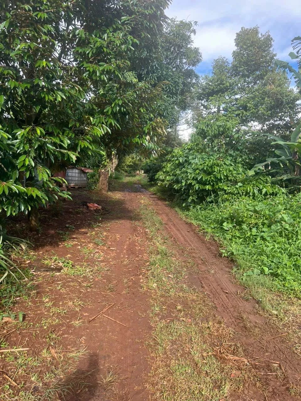 Bán đất vườn hơn 2,1 sào (2.143m2) đường Nguyễn Xuân Nguyên, Tân An, Buôn Ma Thuột, giá 2,1 tỷ - Ảnh 1