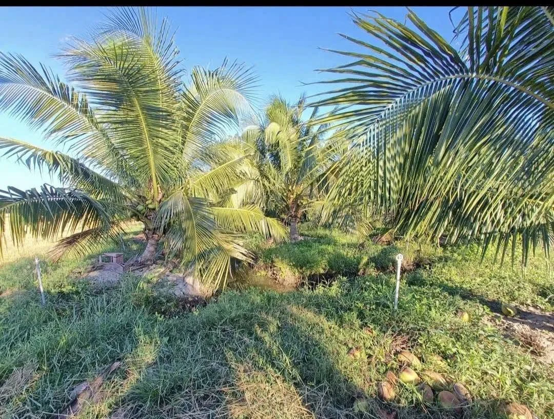 Bán vườn dừa 6100m² Phong Nẫm, Nhà Bè - Ảnh thu nhỏ 5