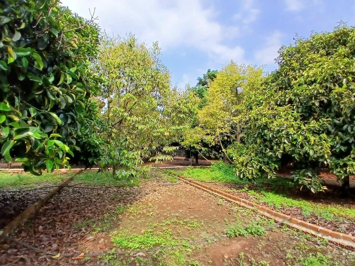 Bán lô đất 125m² có thổ cư tại KCN Dầu Giây, Bình Dương - Ảnh thu nhỏ 4