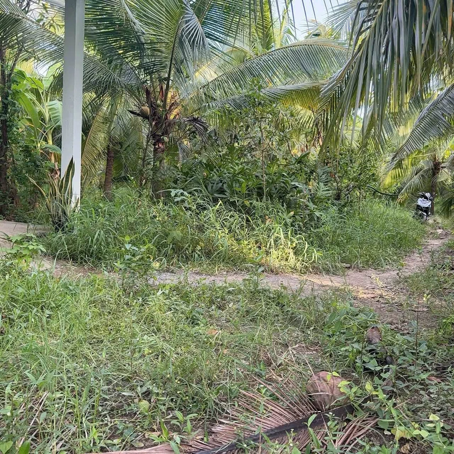 Bán đất 427m² tặng nhà Phú Hưng, Bến Tre - Ảnh thu nhỏ 2