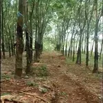 Bán 3,8 ha cao su Đồng Tâm, Đồng Nai, 1,3 tỷ/ha - Ảnh thu nhỏ 1